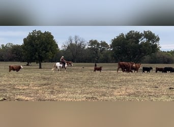 Appaloosa, Gelding, 8 years, 13.1 hh, Roan-Red