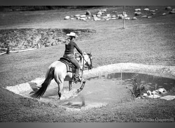 Appaloosa, Gelding, 8 years, 14.1 hh