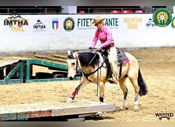 Appaloosa, Gelding, 8 years, 14.1 hh