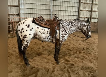 Appaloosa, Gelding, 8 years, 14.3 hh, Leopard-Piebald