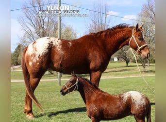 Appaloosa, Gelding, 8 years, 14 hh, Leopard-Piebald