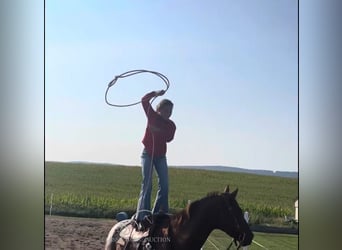 Appaloosa, Gelding, 8 years, 14 hh, Leopard-Piebald
