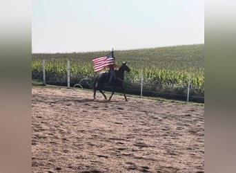 Appaloosa, Gelding, 8 years, 14 hh, Leopard-Piebald