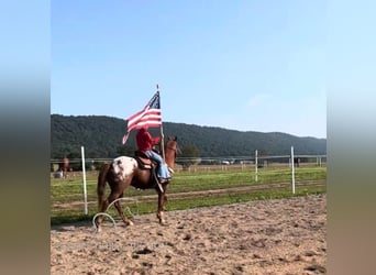 Appaloosa, Gelding, 8 years, 14 hh, Leopard-Piebald