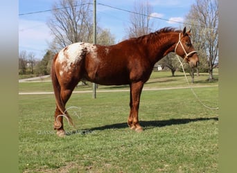 Appaloosa, Gelding, 8 years, 14 hh, Leopard-Piebald