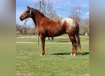 Appaloosa, Gelding, 8 years, 14 hh, Leopard-Piebald