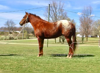 Appaloosa, Gelding, 8 years, 14 hh, Leopard-Piebald