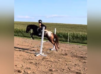 Appaloosa, Gelding, 8 years, 14 hh, Leopard-Piebald