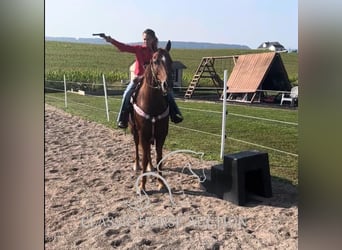 Appaloosa, Gelding, 8 years, 14 hh, Leopard-Piebald