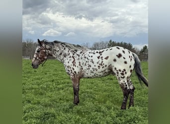Appaloosa, Gelding, 8 years, 14,3 hh, Leopard-Piebald