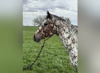 Appaloosa, Gelding, 8 years, 14,3 hh, Leopard-Piebald