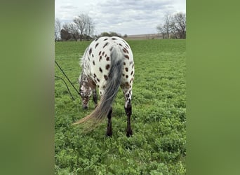 Appaloosa, Gelding, 8 years, 14,3 hh, Leopard-Piebald