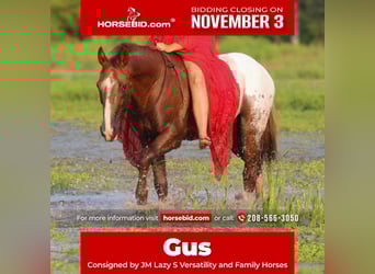 Appaloosa, Gelding, 8 years, 15.2 hh, Chestnut