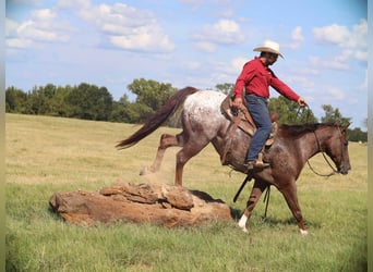 Appaloosa, Gelding, 8 years, 15 hh, Chestnut