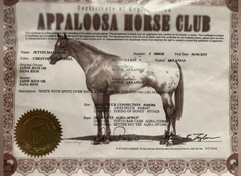 Appaloosa, Gelding, 8 years, 15 hh, Chestnut