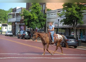 Appaloosa, Gelding, 8 years, 15 hh, Chestnut