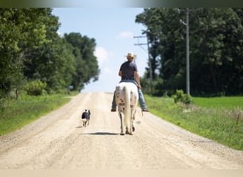 Appaloosa, Gelding, 8 years, 15 hh, Palomino