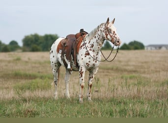 Appaloosa, Gelding, 8 years, 15 hh