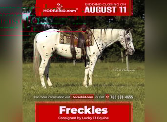 Appaloosa, Gelding, 8 years, 15 hh