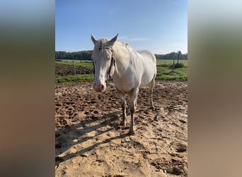 Appaloosa, Gelding, 8 years, 15 hh