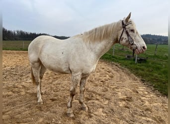 Appaloosa, Gelding, 8 years, 15 hh