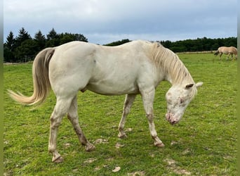 Appaloosa, Gelding, 8 years, 15 hh