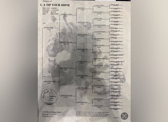 Appaloosa, Gelding, 8 years, 15,1 hh, Black