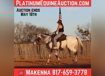 Appaloosa, Gelding, 8 years, 15,1 hh, Black