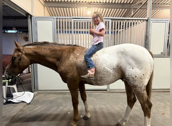Appaloosa, Gelding, 8 years, 15,2 hh, Chestnut