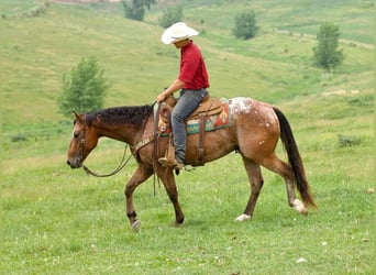 Appaloosa, Gelding, 8 years, Bay