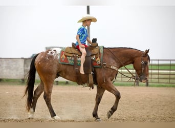 Appaloosa, Gelding, 8 years, Bay