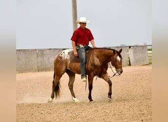 Appaloosa, Gelding, 8 years, Bay