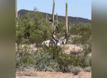 Appaloosa, Gelding, 8 years, Roan-Blue