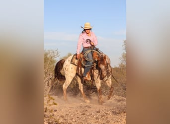 Appaloosa, Gelding, 8 years, Roan-Red
