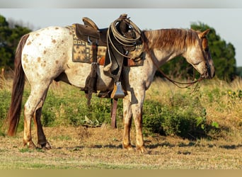 Appaloosa, Gelding, 8 years, Roan-Red