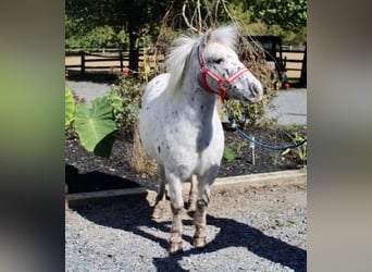 Appaloosa, Gelding, 9 years, 11 hh