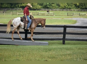 Appaloosa, Gelding, 9 years, 14,1 hh, Roan-Bay