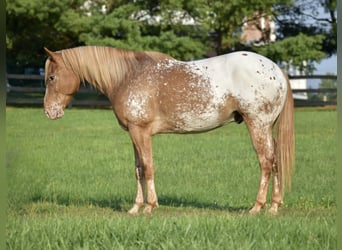 Appaloosa, Gelding, 9 years, 14,1 hh, Roan-Bay