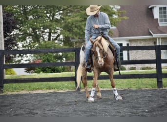 Appaloosa, Gelding, 9 years, 14,1 hh, Roan-Bay