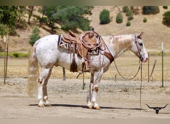 Appaloosa, Gelding, 9 years, 14.2 hh, Sorrel