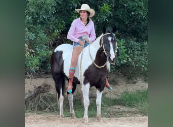 Appaloosa, Gelding, 9 years, 14,3 hh