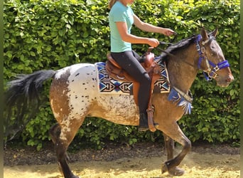 Appaloosa, Gelding, 9 years, 14,3 hh, Leopard-Piebald