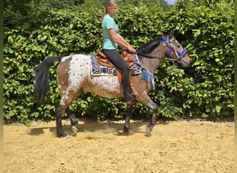Appaloosa, Gelding, 9 years, 14,3 hh, Leopard-Piebald