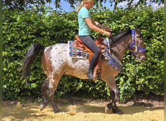 Appaloosa, Gelding, 9 years, 14,3 hh, Leopard-Piebald