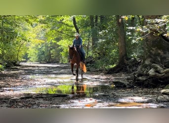 Appaloosa, Gelding, 9 years, 15,3 hh, Bay