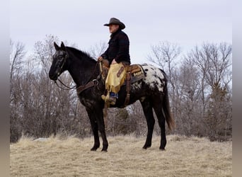 Appaloosa, Gelding, 9 years, 15.3 hh, Roan-Blue