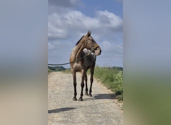 Appaloosa, Gelding, 9 years, 15 hh