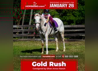 Appaloosa, Gelding, 9 years, 15,1 hh, Palomino