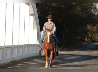 Appaloosa, Gelding, 9 years, 15,2 hh, Chestnut