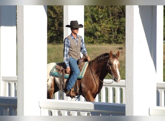 Appaloosa, Gelding, 9 years, 15,2 hh, Chestnut